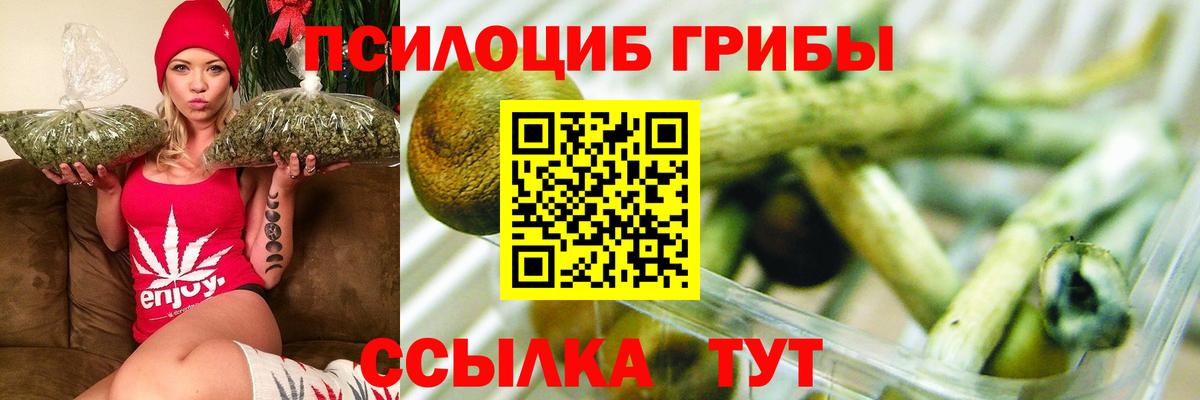 Кингисепп  Псилоцибиновые грибы прущие грибы  Вход с VPN  Галлюциногенные грибы Psilocybine cubensis 